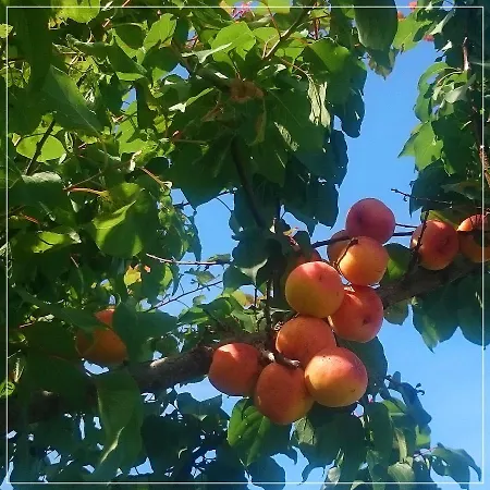 Casale Ermo Colle 4*