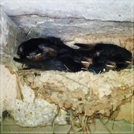 Casale Ermo Colle Oda ve Kahvaltı