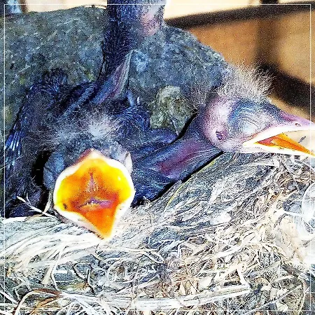 Casale Ermo Colle Bed & Breakfast