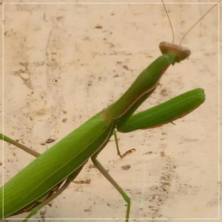 Bed & Breakfast Casale Ermo Colle Recanati