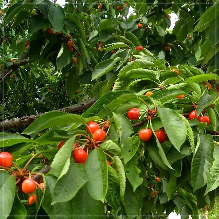 Oda ve Kahvaltı Casale Ermo Colle